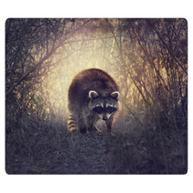 Wild Raccoon Rugs 87301733