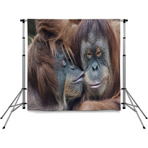 Wild Tenderness Among Orangutan. Mother's Kissing Her Adult Daughter. Backdrops 95726124