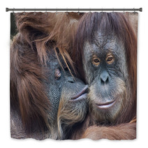Wild Tenderness Among Orangutan. Mother's Kissing Her Adult Daughter. Bath Decor 95726124