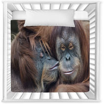 Wild Tenderness Among Orangutan. Mother's Kissing Her Adult Daughter. Nursery Decor 95726124