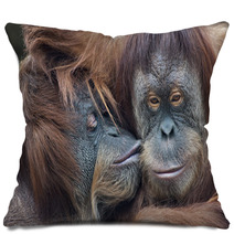 Wild Tenderness Among Orangutan. Mother's Kissing Her Adult Daughter. Pillows 95726124