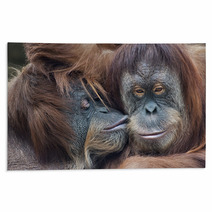 Wild Tenderness Among Orangutan. Mother's Kissing Her Adult Daughter. Rugs 95726124