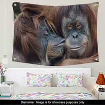 Wild Tenderness Among Orangutan. Mother's Kissing Her Adult Daughter. Wall Art 95726124