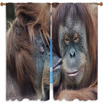 Wild Tenderness Among Orangutan. Mother's Kissing Her Adult Daughter. Window Curtains 95726124