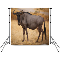 Wildebeest Close Up Looking At Camera Backdrops 57754147