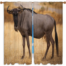 Wildebeest Close Up Looking At Camera Window Curtains 57754147