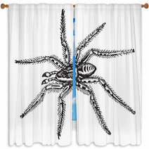 Spider Window Curtains 39065839