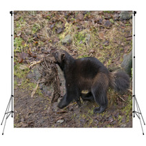 Wolverine Portrait Backdrops 60011837