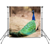 Wonderful Peacock Backdrops 65407892