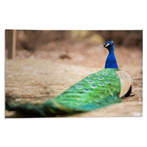 Wonderful Peacock Rugs 65407892