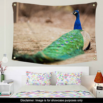 Wonderful Peacock Wall Art 65407892