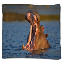 Yawning Hippopotamus Blankets 48681823