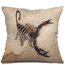 Yellow Banded Flat Rock Scorpion. Pillows 79368580