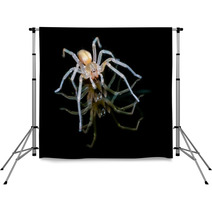 Yellow Sac Spider Over Black Background Backdrops 61556557