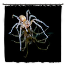 Yellow Sac Spider Over Black Background Bath Decor 61556557