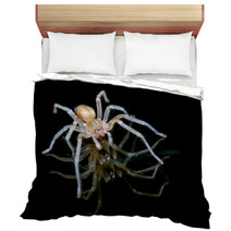 Yellow Sac Spider Over Black Background Bedding 61556557