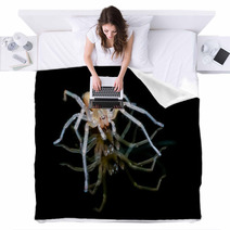 Yellow Sac Spider Over Black Background Blankets 61556557