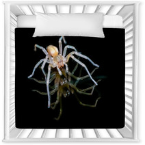 Yellow Sac Spider Over Black Background Nursery Decor 61556557