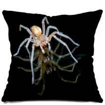Yellow Sac Spider Over Black Background Pillows 61556557