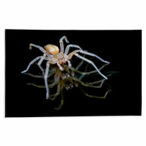 Yellow Sac Spider Over Black Background Rugs 61556557