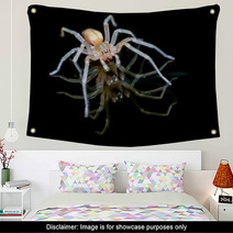 Yellow Sac Spider Over Black Background Wall Art 61556557