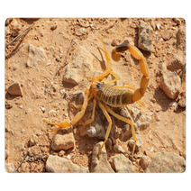 Yellow Scorpion Rugs 70791084