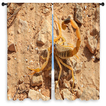 Yellow Scorpion Window Curtains 70791084