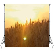 Yellow Wheat Spike Close Up In Sunlight Glint At Sunset Backdrops 171068621