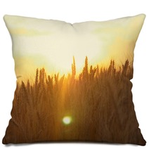 Yellow Wheat Spike Close Up In Sunlight Glint At Sunset Pillows 171068621