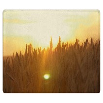 Yellow Wheat Spike Close Up In Sunlight Glint At Sunset Rugs 171068621
