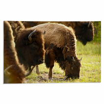 Yellowstone American Bison Rugs 53462778
