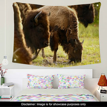 Yellowstone American Bison Wall Art 53462778