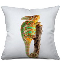Yemen Chameleon  Pillows 51345304