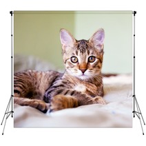 Young Cat Backdrops 51371696