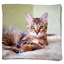 Young Cat Blankets 51371696