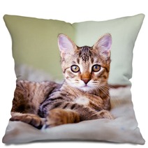 Young Cat Pillows 51371696