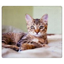 Young Cat Rugs 51371696
