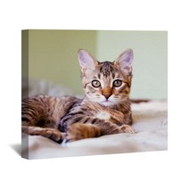 Young Cat Wall Art 51371696