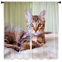Young Cat Window Curtains 51371696