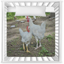 Young Cocks 1 Nursery Decor 100703091
