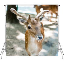 Young Deer Backdrops 55621447