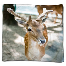 Young Deer Blankets 55621447