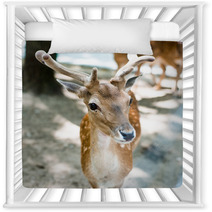 Young Deer Nursery Decor 55621447