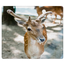 Young Deer Rugs 55621447