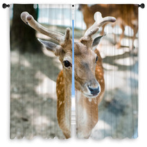 Young Deer Window Curtains 55621447