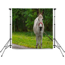 Young Donkey Portrait On A Sunny Day Backdrops 99951480