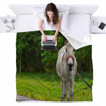 Young Donkey Portrait On A Sunny Day Blankets 99951480