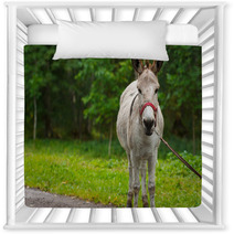 Young Donkey Portrait On A Sunny Day Nursery Decor 99951480