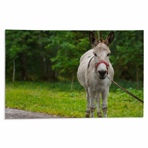 Young Donkey Portrait On A Sunny Day Rugs 99951480