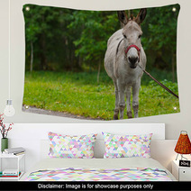 Young Donkey Portrait On A Sunny Day Wall Art 99951480